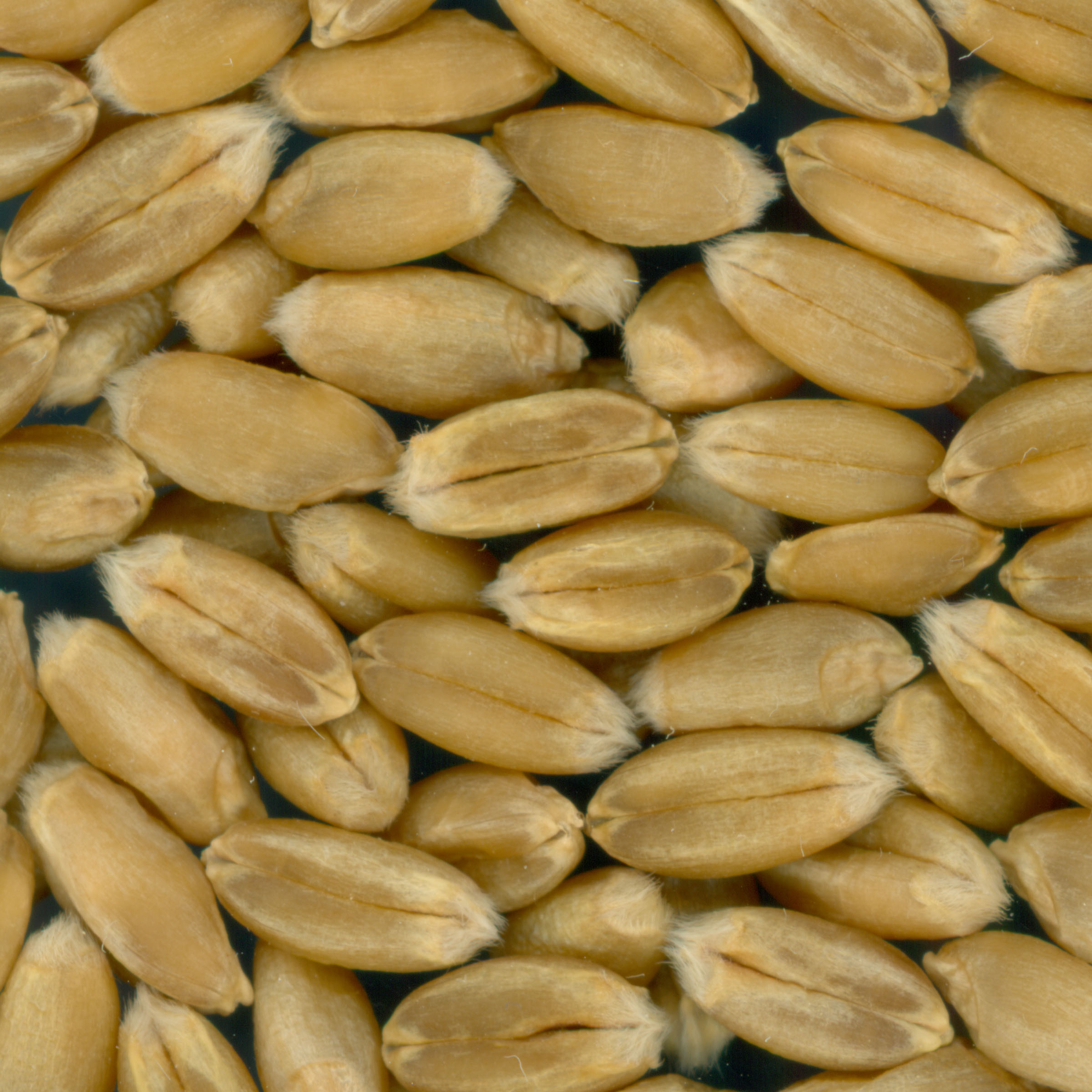 KERNELS